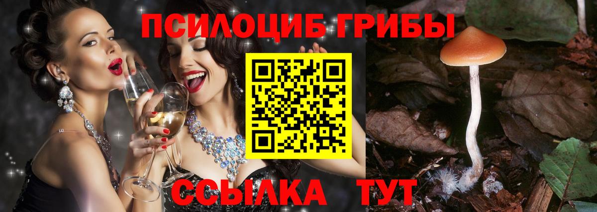 Псилоцибиновые грибы Cubensis Мурино